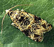 European Grapevine Moth (EGVM)