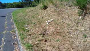 An example of defensible space along a driveway.