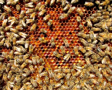 Bees in a hive.