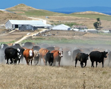 Cattle walk in a pasture with ranch buildings in the background.