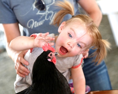 A girl of about 2 years old reaches to pet a chicken at a fair exhibit
