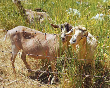 Two goats graze on grass near a fence.