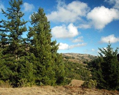 Scenic view of Roys Redwoods Open Space Preserve, with large trees in foreground and hills and sky in background