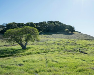 Green hills and trees of Deer Island Open Space Preserve in Novato.