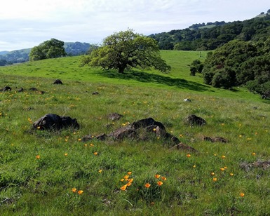 Wildflowers, trees and hills in Mount Burdell Open Space Preserve in Novato