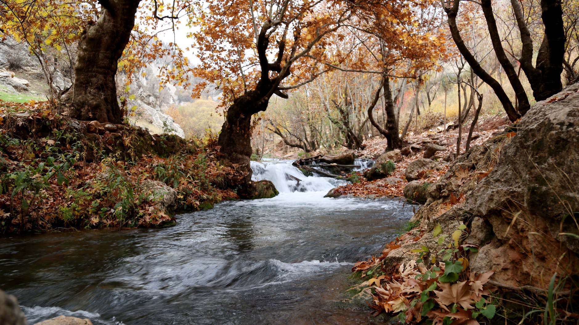 Photo of a stream