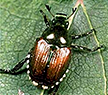 Image of a japanese beetle.