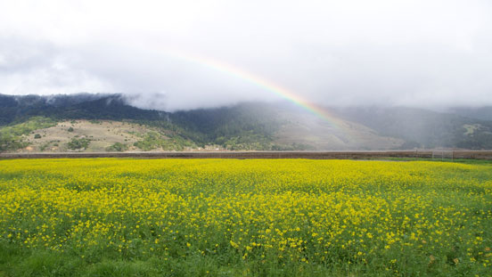 Bolinas wildflowers by Kirk Schroeder