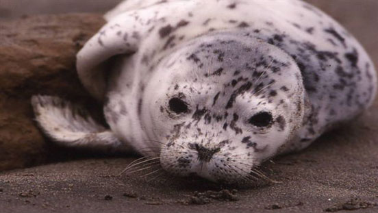 Baby seal by Van Der Wal