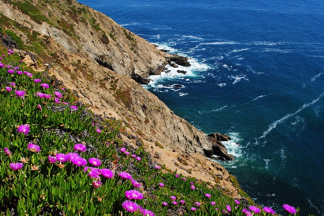 Ice plant flowers on the steep hills of Inverness.