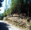 A driveway with brush cleared from either side of it.