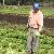 farmer on lettuce farm