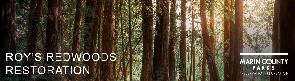 Redwood trees in background. Roy's Redwoods Restoration Marin County Parks