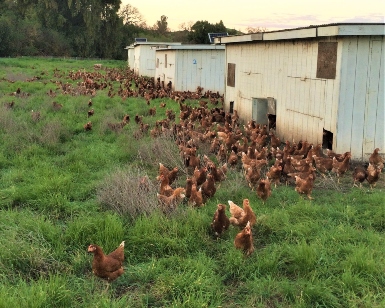 Dozens of chickens shown outside a coop on a local farm.