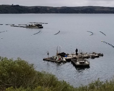 A shoreline view of Tomales Bay showing a shellfish growing operation