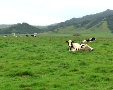 Cows sitting in a green pasture in West Marin.