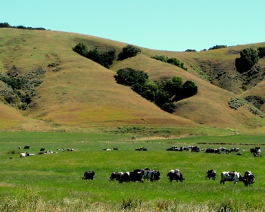 Cows sitting in a pasture