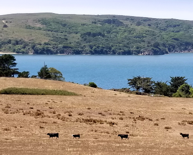 Beef cattle are shown grazing on dry land with Tomales Bay in the background.