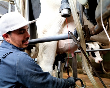 A farm worker hooks a milking machine to a cow's udder at a Point Reyes ranch.