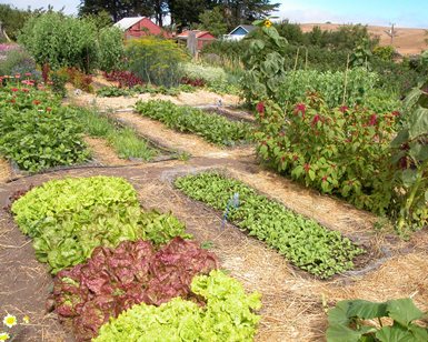 An organic farm in Marin