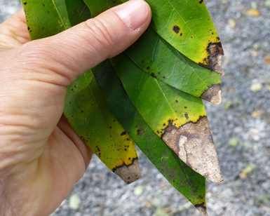 A close-up view of a leaf showing signs of sudden oak death syndrome.
