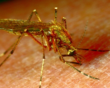 A close-up view of a mosquito sitting on human flesh.