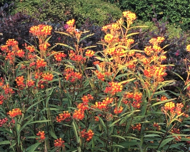 Tropical milkweed growing in a garden