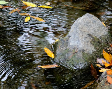 A close-up view of leaves and a rock in a stream.
