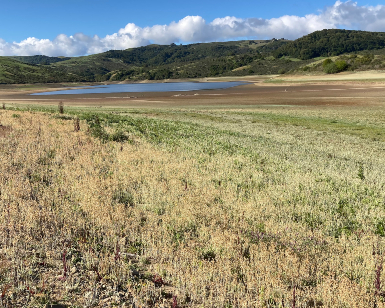 A view of a mostly dried-up Nicasio Reservoir.