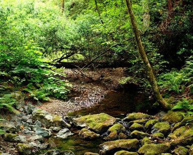 A view of a creek with scrubs and trees