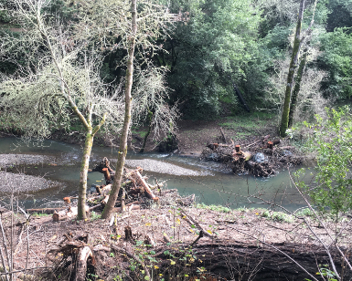 A view from the bank of a creek looking down to the flowing water, trees, shrubs and rocks.