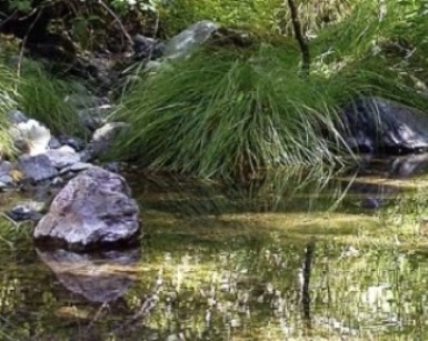 A closeup of a stream in the Ross Valley, with rocks and vegetation