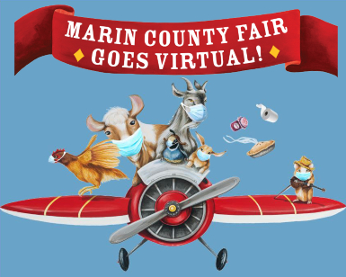 Art depicts farm animals wearing protective masks while flying in an antique plane, with the words Marin County Fair Goes Virtual