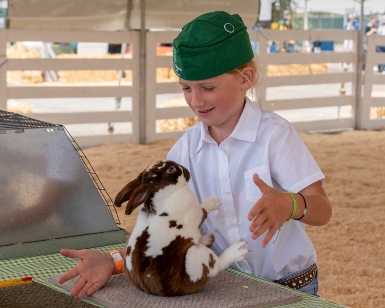 A girl of about 9 years old handles her pet rabbit at the county fair.