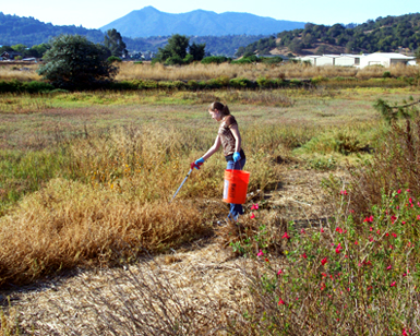 A young girl carrying a bucket picks up trash out in an open space preserve as part of a previous Coastal Cleanup Day.