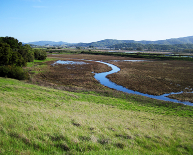 A view of the wetlands at Deer Island in Novato.