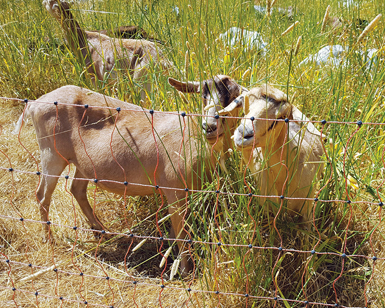 Grazing goats