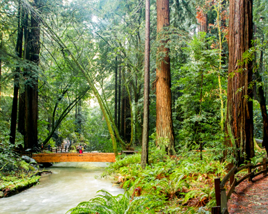 A view of redwood trees inside Muir Woods showing people walking across a short wooden bridge that spans a creek.