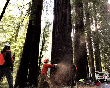 A man cuts into a tall redwood tree with a chainsaw next to Sir Francis Drake Boulevard