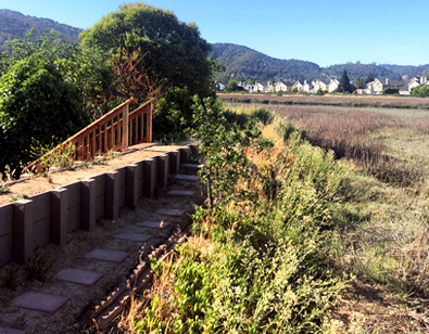 A view of a section of the Santa Venetia levee near San Rafael that has been repaired with timber.