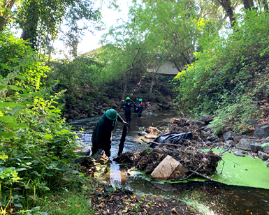 Members of the North Bay Conservation Corps wade in creek water to clear debris.