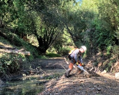 A County employee from Public Works uses a chainsaw to cut a log in a Novato creekbed.
