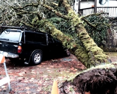 A large tree is shown laying on top of a crushed sport utility vehicle in a driveway as the result of high winds in Marin.
