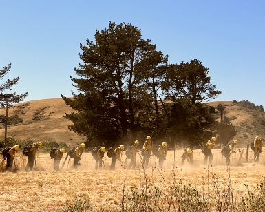 A view of about a dozen firefighter trainees using shovels during a training exercise with dry bush in the foreground and trees in the background.