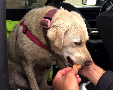 A dog named Yoda eats a doggie treat while sitting in a Fire Department truck shortly after his rescue.