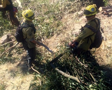 Firefighters put tree brush into piles for future burning.