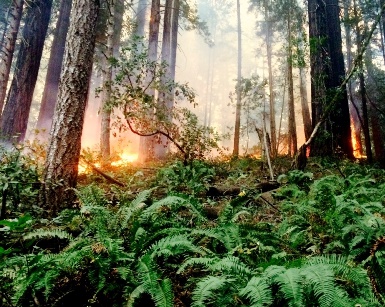 Fire photo shows trees and smoke in the background and green ferns in the foreground.