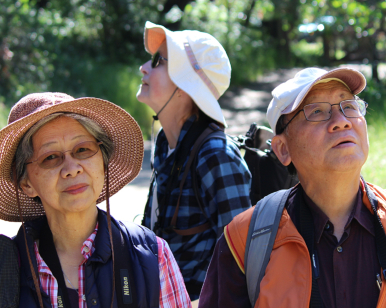 Three older people look up into trees during a birdwatching stroll