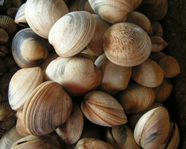 A pile of unopened shellfish