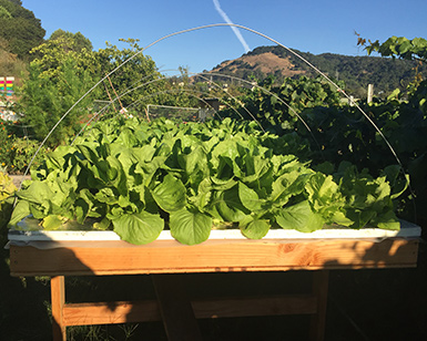 Lettuce is shown growing in the garden at San Pedro School in San Rafael.